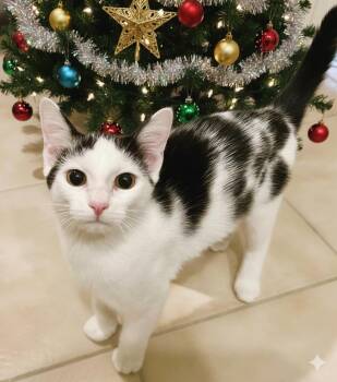 Marni -  Domestic Short Hair Cat for Adoption in Mooresville, North Carolina - Marni | PetCurious
