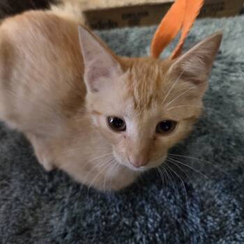 Rescue Domestic Short Hair Cats for Adoption in Branson, Missouri - Tawny | PetCurious