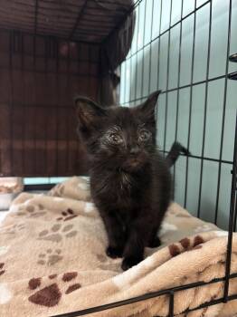 Rescue Domestic Short Hair Cats for Adoption in Hudson, New York - Caleb | PetCurious