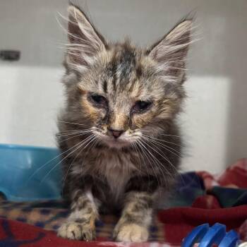 Berry -  Domestic Long Hair Cat for Adoption in Fairmont, West Virginia - Berry | PetCurious