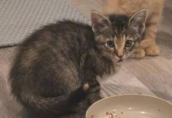 Isabeau Levito -  Domestic Short Hair Cat for Adoption in Parkville, Maryland - Isabeau Levito | PetCurious