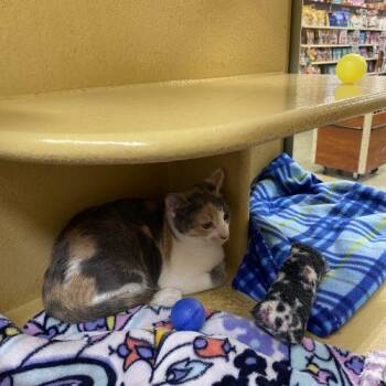 Lizzie -  Domestic Short Hair Cat for Adoption in Seven Valleys, Pennsylvania - Lizzie | PetCurious