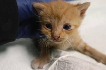 NEMO -  Domestic Short Hair Cat for Adoption in Columbia, South Carolina - NEMO | PetCurious