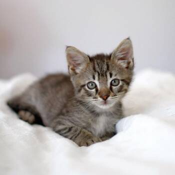 Kirby -  Domestic Short Hair Cat for Adoption in Pasadena, California - Kirby | PetCurious