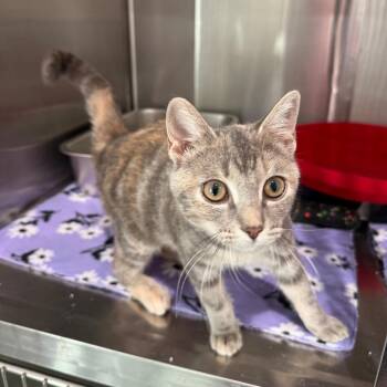 Bug -  Domestic Short Hair Cat for Adoption in Bradenton, Florida - Bug | PetCurious