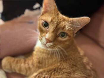 Boone -  Domestic Short Hair Cat for Adoption in Melrose, Massachusetts - Boone | PetCurious