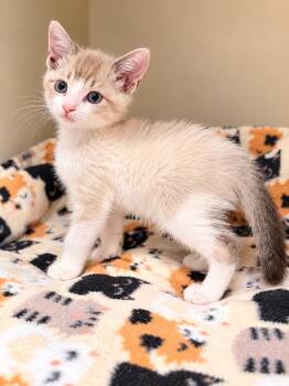 Olivia Napa -  Siamese Cat for Adoption in Napa, California - Olivia Napa | PetCurious