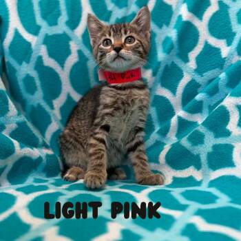 Lightning Bolt -  Domestic Short Hair Cat for Adoption in West Olive, Michigan - Lightning Bolt | PetCurious