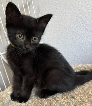 Kettle -  Domestic Short Hair Cat for Adoption in Vancouver, Washington - Kettle | PetCurious