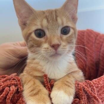 Helix -  Domestic Short Hair Cat for Adoption in Fredericksburg, Virginia - Helix | PetCurious