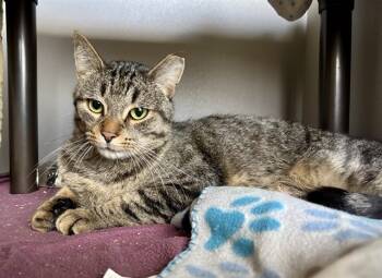 Rescue Domestic Short Hair Cats for Adoption in Kalamazoo, Michigan - FRANK | PetCurious