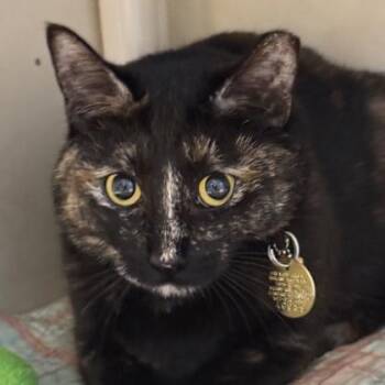 Plushie -  Domestic Short Hair Cat Available for Adoption in Lansing, Michigan - Plushie | PetCurious