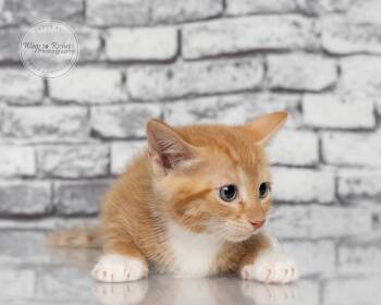 Lacy -  Domestic Short Hair and Tabby Cat for Adoption in Tuscaloosa, Alabama - Lacy | PetCurious