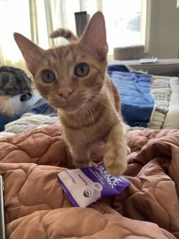Cheese -  Domestic Short Hair Cat for Adoption in Fremont, California - Cheese | PetCurious