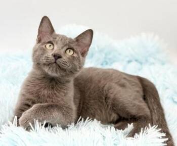 Seaglass -  Russian Blue Cat for Adoption in Covington, Louisiana - Seaglass | PetCurious