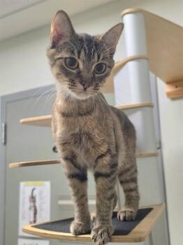 ESME -  Domestic Short Hair Cat for Adoption in St. Peters, Missouri - ESME | PetCurious