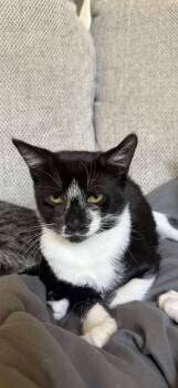 Kala -  Domestic Short Hair Cat for Adoption in Bossier City, Louisiana - Kala | PetCurious