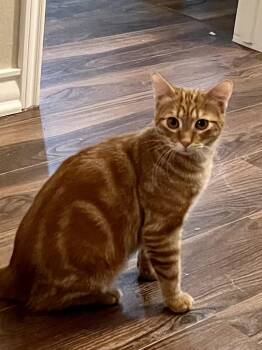 Rescue Domestic Short Hair and Tiger Cats for Adoption in Schertz, Texas - Rusty CR | PetCurious