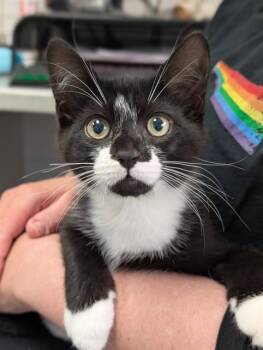 SIMMONS -  Domestic Short Hair Cat for Adoption in Canfield, Ohio - SIMMONS | PetCurious