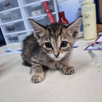 Stevie Nicks -  Domestic Short Hair Cat for Adoption in Ardmore, Oklahoma - Stevie Nicks | PetCurious