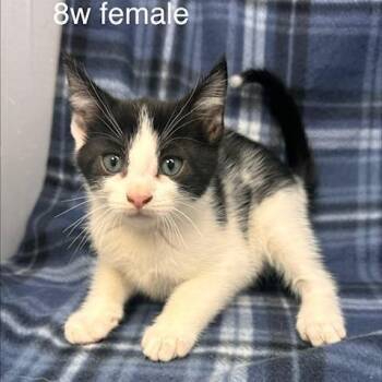 Carol -  Domestic Short Hair Cat for Adoption in New Tazewell, Tennessee - Carol | PetCurious