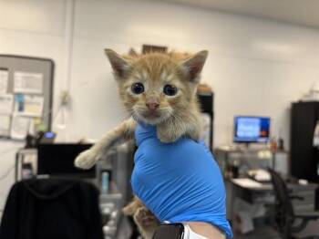 Domestic Short Hair Cats Available for Adoption in Thousand Palms, California - A1908833 | PetCurious