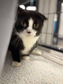 Rescue Domestic Short Hair Cats for Adoption in Cleveland, Ohio - McMuffin | PetCurious