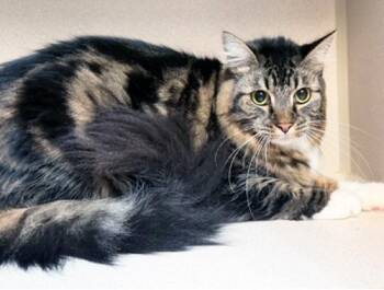 NOODLES -  Domestic Medium Hair Cat for Adoption in San Clemente, California - NOODLES | PetCurious