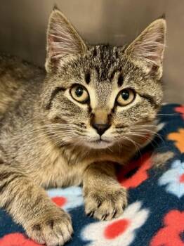 Rescue Domestic Short Hair Cats for Adoption in Yakima, Washington - Ferrari | PetCurious