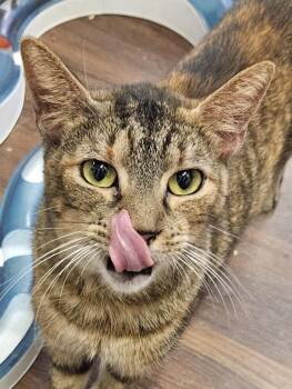 Rescue Torbie Cats for Adoption in Villa Park, California - Lacy | PetCurious