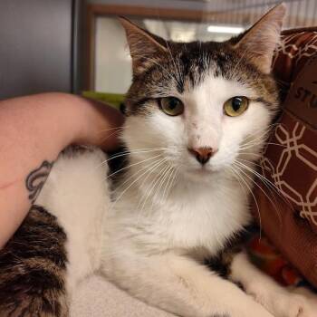 Bart -  Domestic Short Hair Cat for Adoption in Cedar Rapids, Iowa - Bart | PetCurious