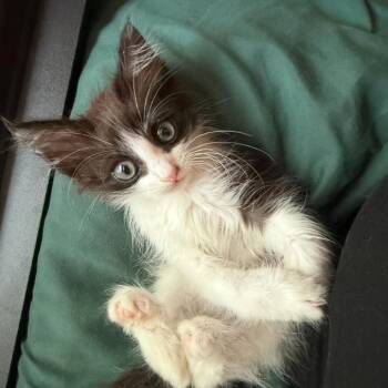 Captain -  Domestic Long Hair Cat for Adoption in Hemet, California - Captain | PetCurious