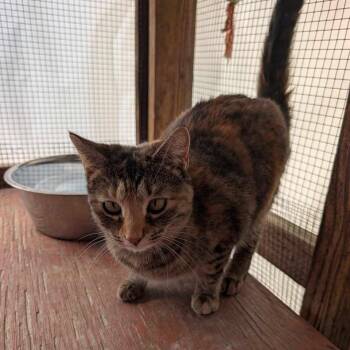 Arlene -  Domestic Short Hair Cat for Adoption in Madison, Wisconsin - Arlene | PetCurious