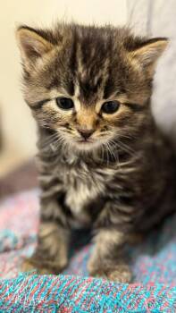 Domestic Long Hair Cats Available for Adoption - Crumb | PetCurious