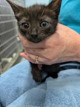 Fush - At shelter -  Domestic Short Hair Cat for Adoption in Rustburg, Virginia - Fush - At Shelter | PetCurious