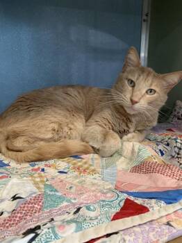 Domestic Short Hair Cats Available for Adoption - BUFF | PetCurious