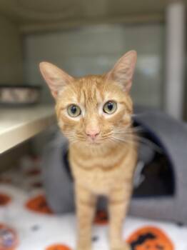 Rescue Domestic Short Hair Cats for Adoption in Virginia Beach, Virginia - Hawks Eye | PetCurious