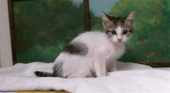 SUBZERO -  Domestic Short Hair Cat for Adoption in Houston, Texas - SUBZERO | PetCurious