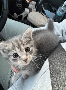 Frosted Flakes -  Tabby Cat for Adoption in Germantown, Ohio - Frosted Flakes | PetCurious