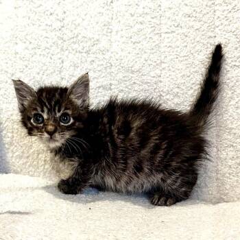 Domestic Short Hair Cats Available for Adoption in Long Beach, California - Owala | PetCurious