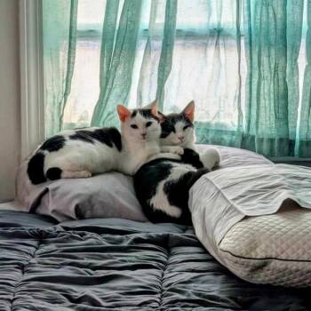 Domestic Short Hair Cats Available for Adoption in New Fairfield, Connecticut - Leo | PetCurious