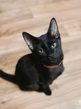 Rescue Domestic Short Hair Cats for Adoption in Varnville, South Carolina - Kratos | PetCurious