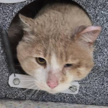 Domestic Short Hair Cats Available for Adoption in Newark, New Jersey - Dimitri | PetCurious