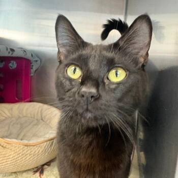 Samantha -  Domestic Short Hair Cat for Adoption in Brockton, Massachusetts - Samantha | PetCurious