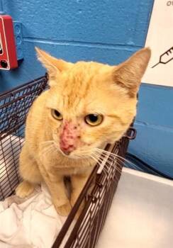 MELLOW -  Domestic Short Hair Cat for Adoption in San Antonio, Texas - MELLOW | PetCurious