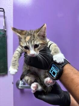 Domestic Short Hair Cats Available for Adoption - 58801022 | PetCurious