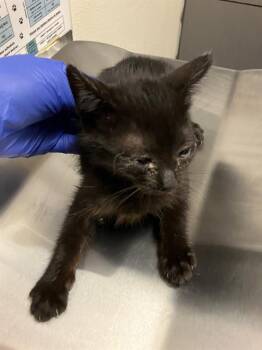 PRINCESS -  Domestic Short Hair Cat for Adoption in Long Beach, California - PRINCESS | PetCurious