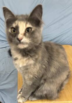 Winnie -  Calico Cat for Adoption in Springfield, Oregon - Winnie | PetCurious