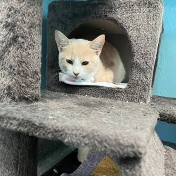 Chip -  Domestic Short Hair Cat for Adoption in Gainesville, Florida - Chip | PetCurious