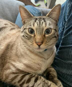 Rescue Siamese Cats for Adoption in Villa Park, California - Cotton | PetCurious